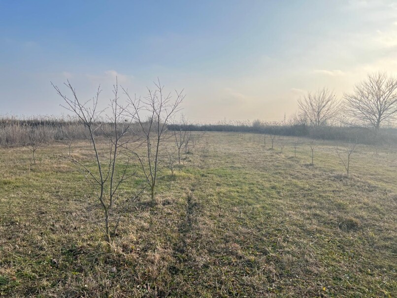 Satılır torpaq sahəsi 75 sot,  Göyçay-1