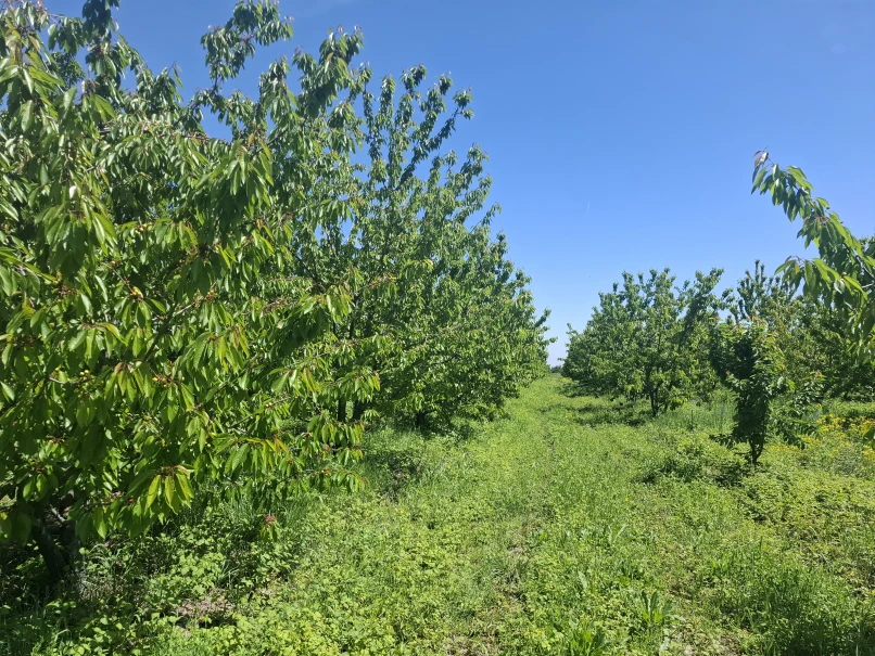 Satılır torpaq sahəsi 140 sot,  Quba-1