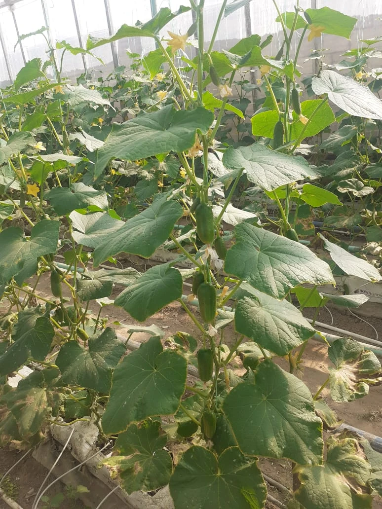 Satılır obyekt 1400 m², Zirə q.-1