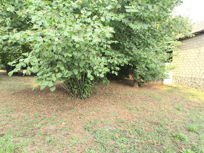 Satılır torpaq sahəsi 45 sot,  Qəbələ-1