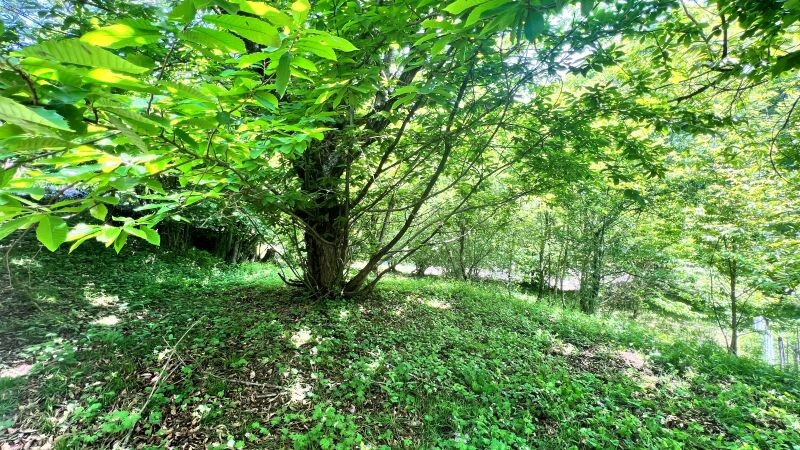 Satılır torpaq sahəsi 6 sot,  Qəbələ-1