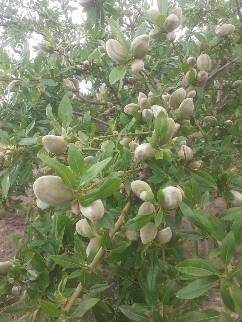 Satılır torpaq sahəsi300 sot, Qobustan-1