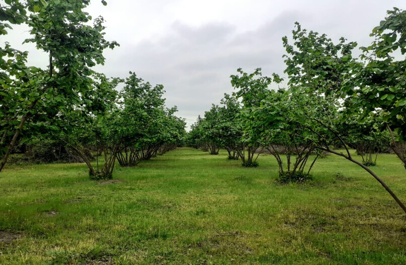 Satılır torpaq sahəsi 106 sot,  Qəbələ-1