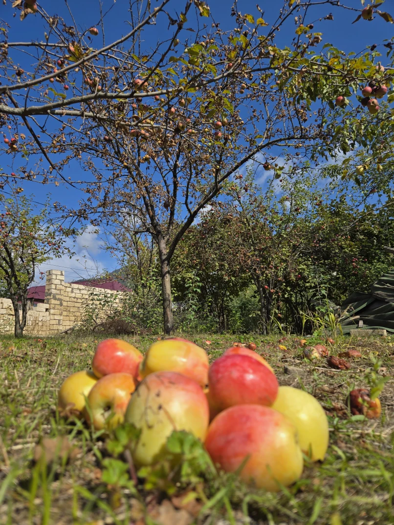 Satılır torpaq sahəsi 14 sot,  İsmayıllı-1