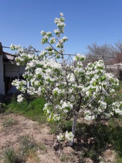 Satılır bağ evi 60 m², Buzovna q.-6