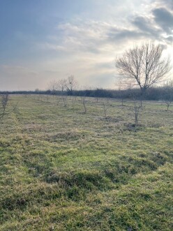 Satılır torpaq sahəsi 75 sot,  Göyçay-6