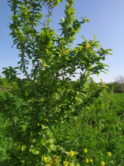 Satılır torpaq sahəsi 40 sot,  Tərtər-3