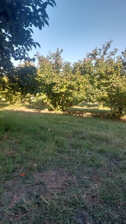 Satılır torpaq sahəsi 25.5 sot,  Şüvəlan-3