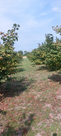 Satılır torpaq sahəsi 25.5 sot,  Şüvəlan-2