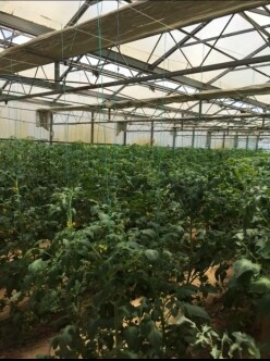 Satılır obyekt 1500 m²,  Türkan-10