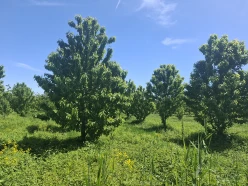 Satılır torpaq sahəsi 140 sot,  Quba-8