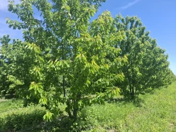 Satılır torpaq sahəsi 140 sot,  Quba-5