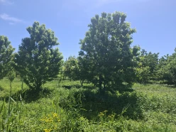 Satılır torpaq sahəsi 140 sot,  Quba-7