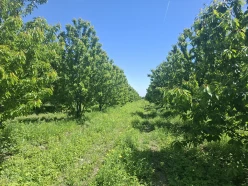 Satılır torpaq sahəsi 140 sot,  Quba-4