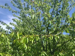 Satılır torpaq sahəsi 140 sot,  Quba-3