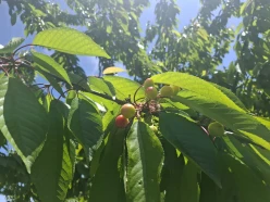 Satılır torpaq sahəsi 140 sot,  Quba-6