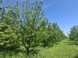 Satılır torpaq sahəsi 140 sot,  Quba-2