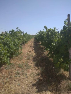 Satılır torpaq sahəsi60 sot, Abşeron r.-6