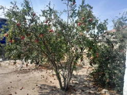 Satılır torpaq sahəsi 4 sot,  Sumqayıt-5