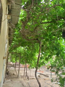 Satılır torpaq sahəsi 11 sot,  Xəzər-4