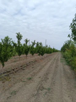 Satılır torpaq sahəsi300 sot, Xaçmaz