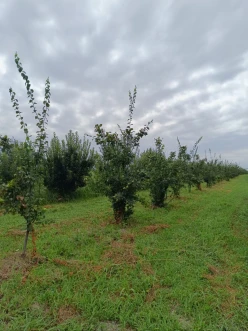 Satılır torpaq sahəsi300 sot, Xaçmaz-3