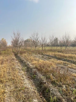 Satılır torpaq sahəsi 64 sot, Göyçay-2 Satılır torpaq sahəsi 64 sot, Göyçay-2