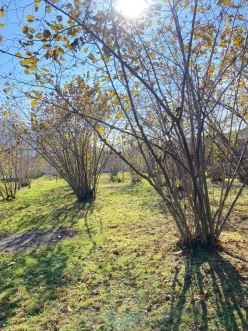 Satılır torpaq sahəsi 7 sot,  Qəbələ-8