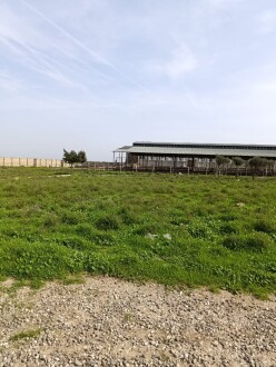 İcarə obyekt 2600 m²,  Məmmədli-8