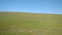 Satılır torpaq sahəsi 55 sot, Novxanı q.-3 Satılır torpaq sahəsi 55 sot, Novxanı q.-3