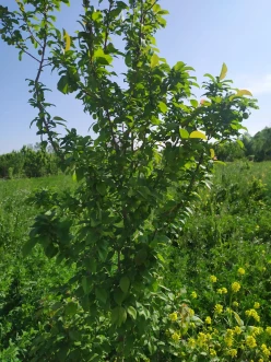 Satılır torpaq sahəsi 40 sot,  Tərtər-8