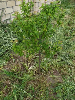 Satılır torpaq sahəsi 40 sot,  Tərtər-9