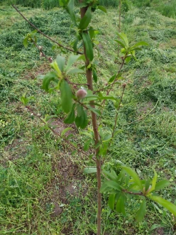 Satılır torpaq sahəsi 40 sot,  Tərtər-10