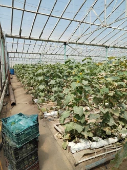 Satılır obyekt 1400 m², Zirə q.-8