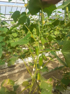 Satılır obyekt 1400 m², Zirə q.-7