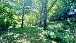 Satılır torpaq sahəsi 6 sot,  Qəbələ-6