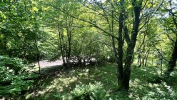 Satılır torpaq sahəsi 6 sot,  Qəbələ-2