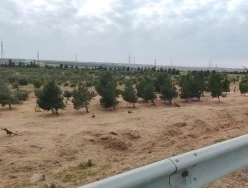 Satılır torpaq sahəsi 22 sot,  Yeni Günəşli-7