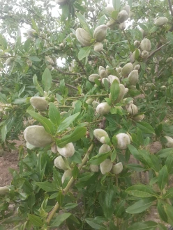 Satılır torpaq sahəsi300 sot, Qobustan