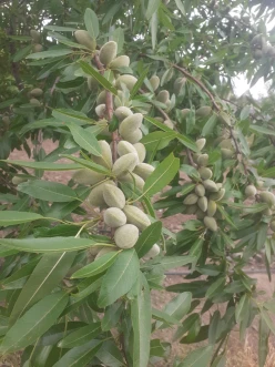 Satılır torpaq sahəsi300 sot, Qobustan-7