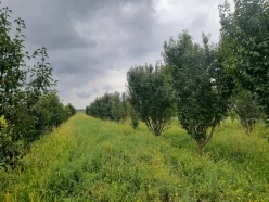 Satılır torpaq sahəsi 77 sot,  Göyçay-3