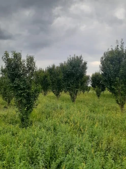 Satılır torpaq sahəsi 77 sot,  Göyçay-5