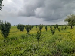 Satılır torpaq sahəsi 77 sot,  Göyçay-2