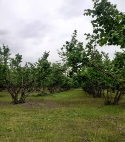 Satılır torpaq sahəsi 106 sot,  Qəbələ-3