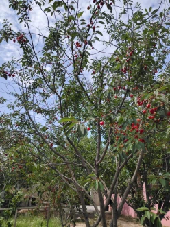 Satılır ev/villa 4 otaqlı 110 m²,  Abşeron-15