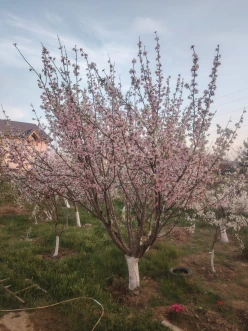 Satılır ev/villa 4 otaqlı 110 m²,  Abşeron-9