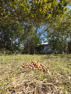 Satılır torpaq sahəsi 14 sot,  İsmayıllı-2