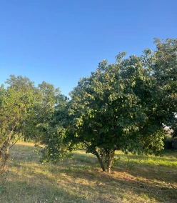 Satılır torpaq sahəsi 10 sot,  İsmayıllı-5